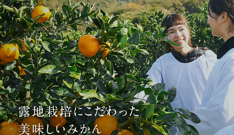 みかんの品種（極早生・早生・中生・晩生）についての画像